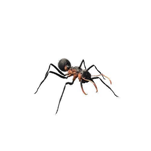 Ant Soldier Hairs Black